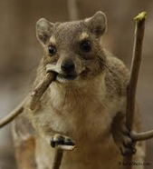 (This is a Hyrax, in case you were wondering).